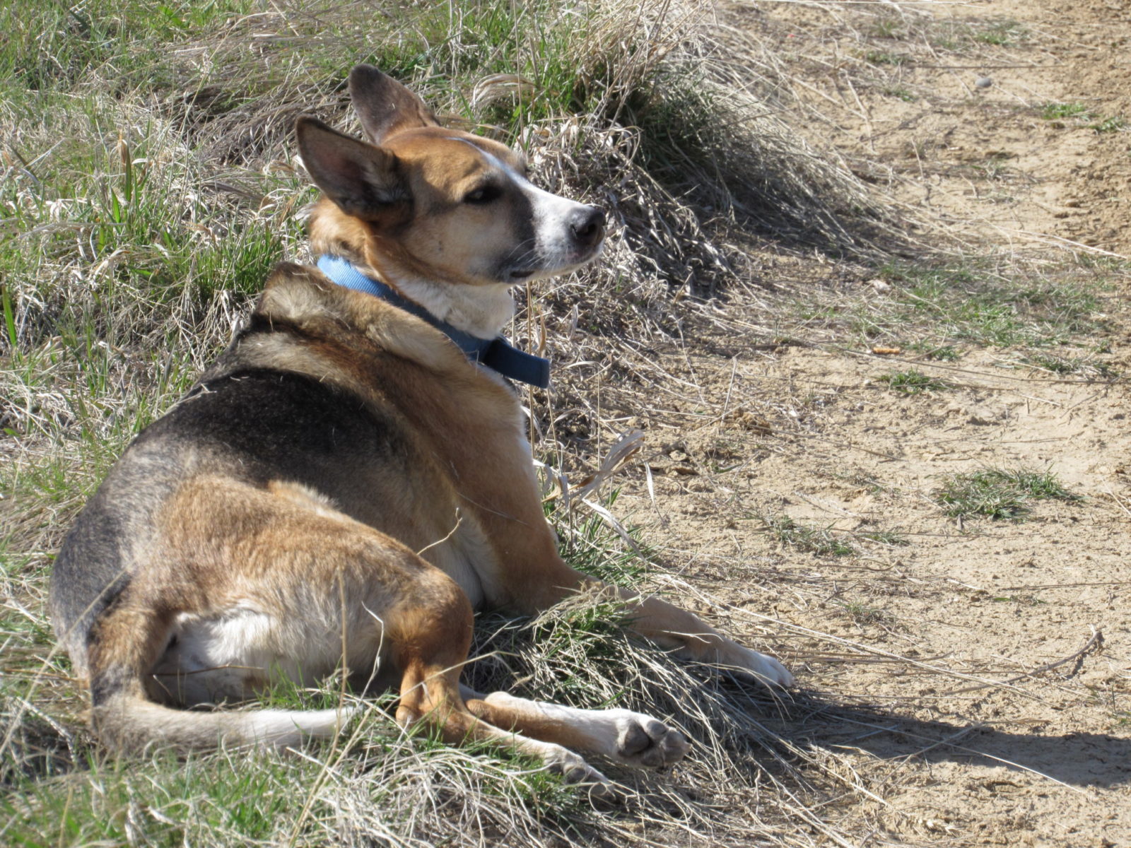 Rambeaux, Dog, Cool,