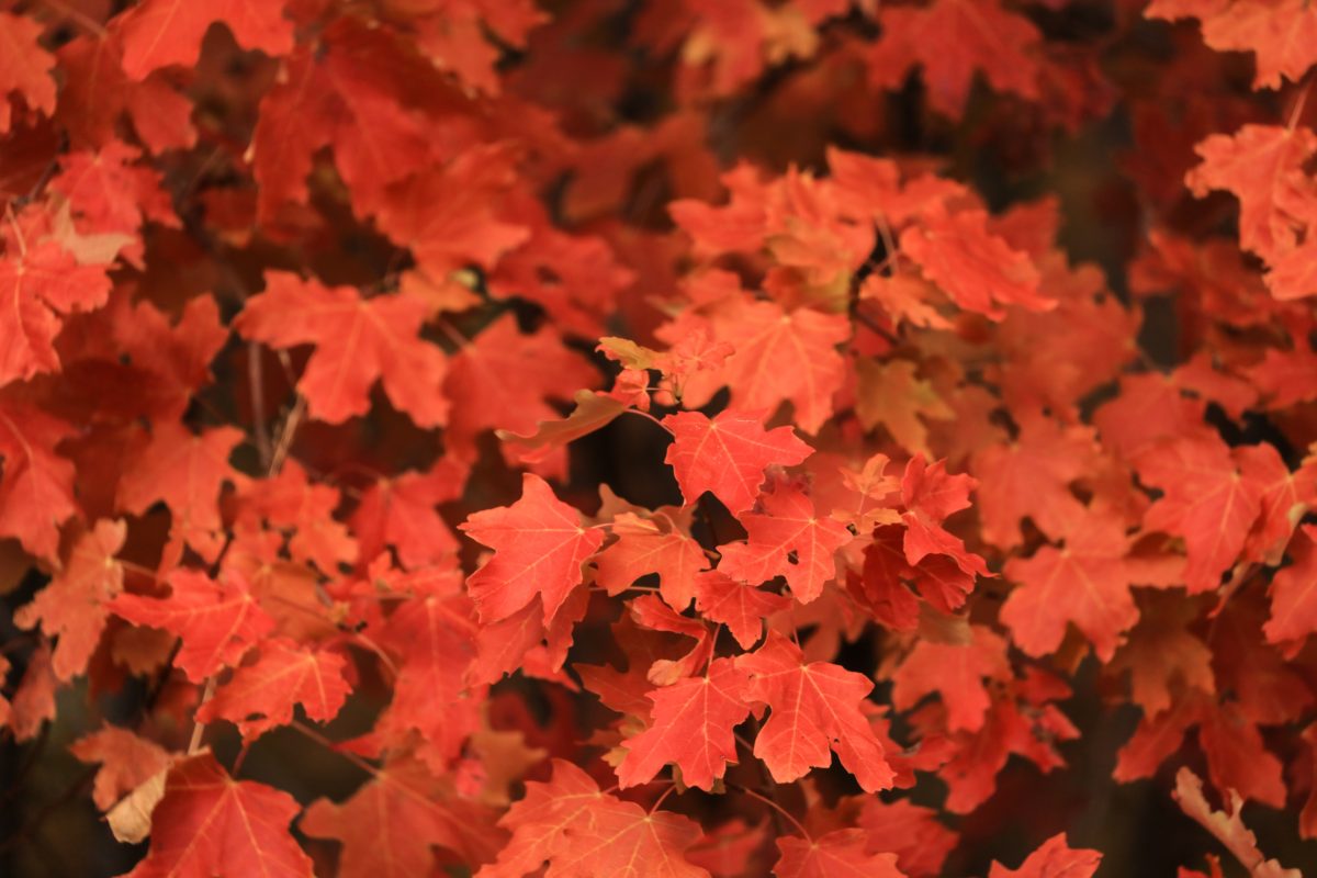 Red maple leaves